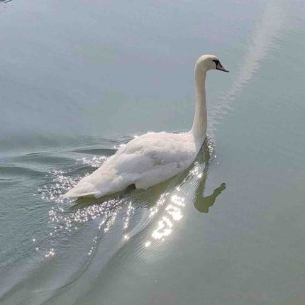 ぱーる🦢💎