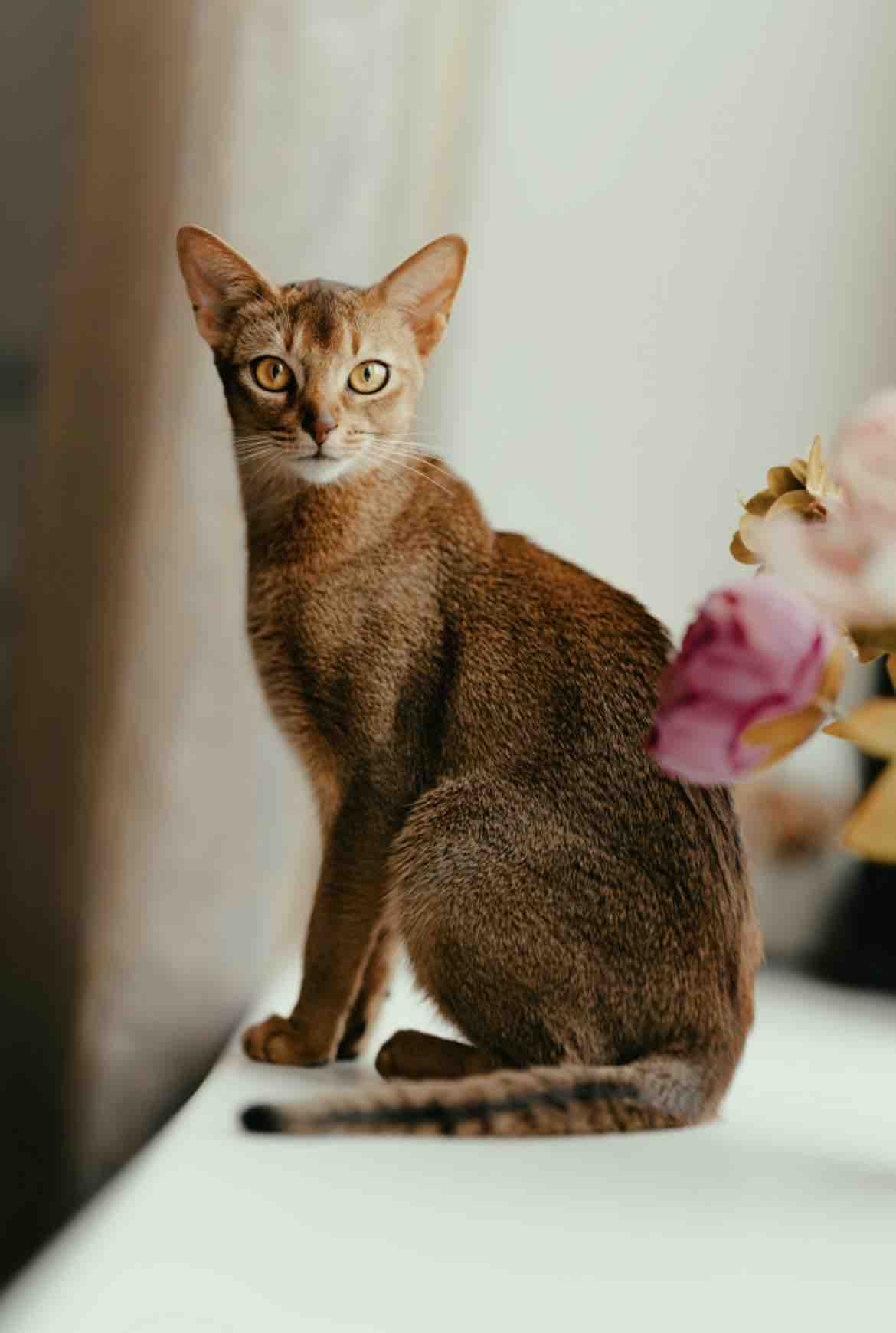 エジプトねこ🐈フォロバ