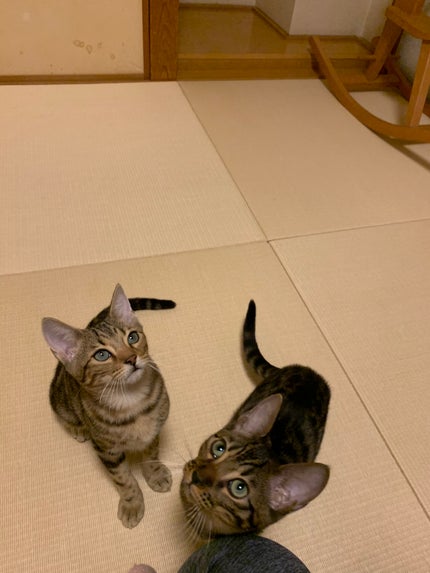 よつば