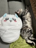まめねこ🐾フォロバ100