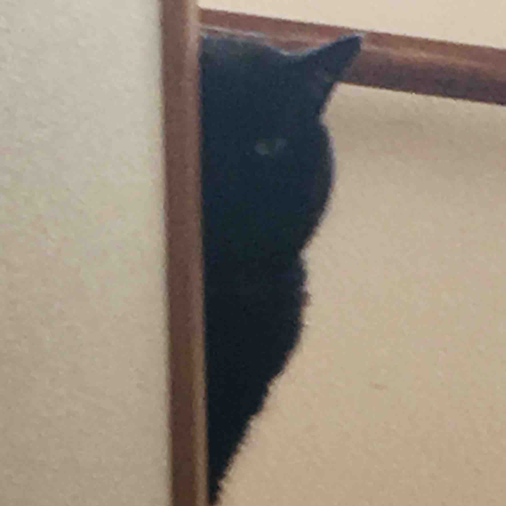 🐢ベンケイソウ🐈‍⬛ フォロバ100