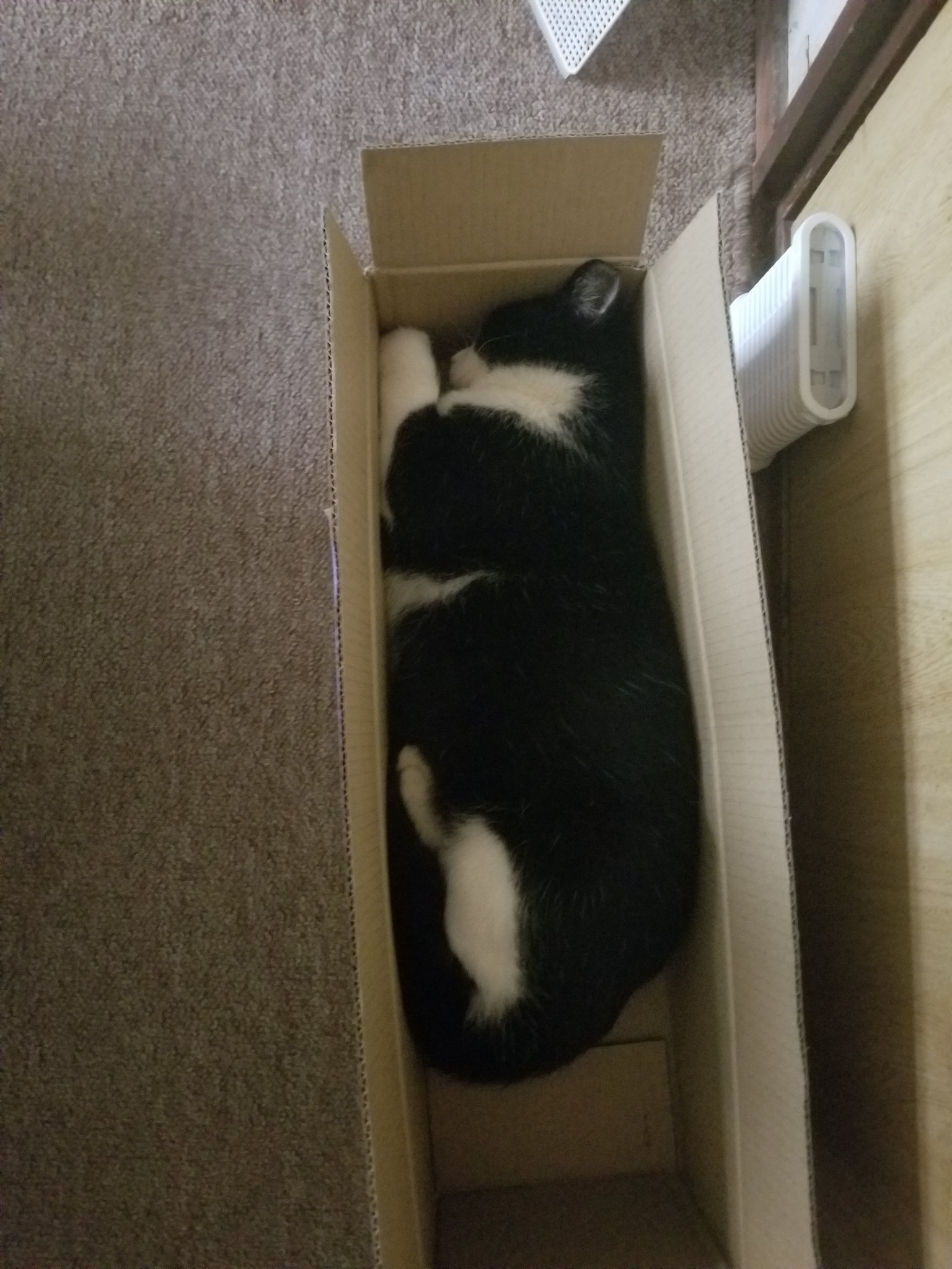 タダノネコズキ