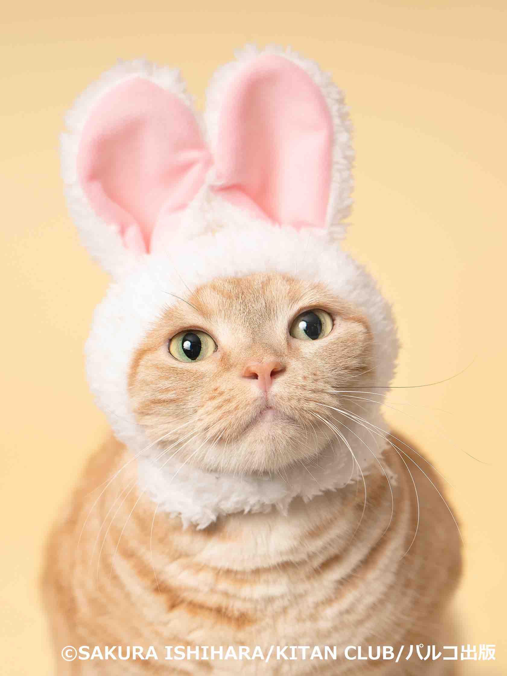 根拠のない自信