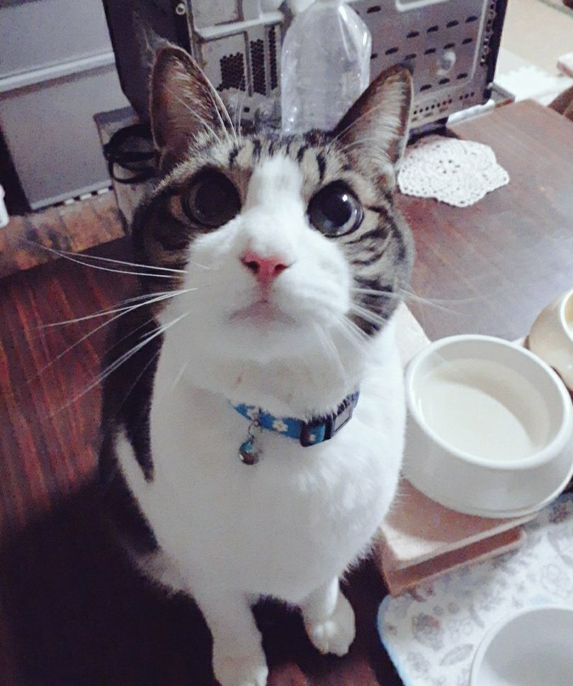 スパイク木更津