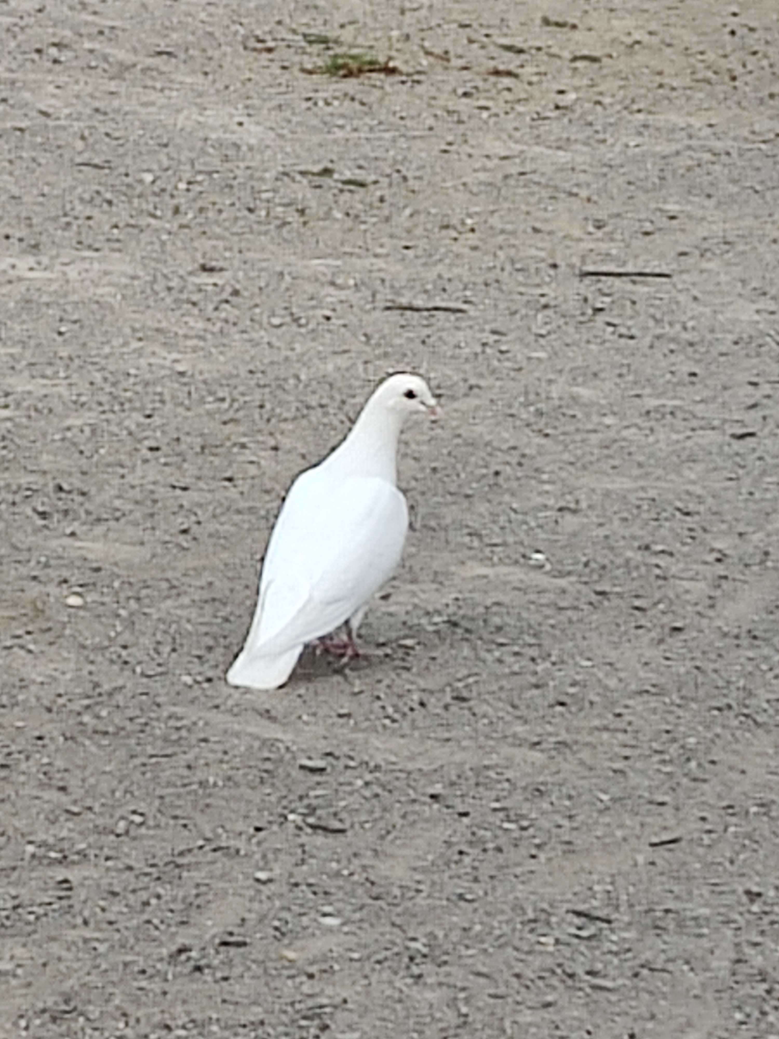 名無しのコスメ好きさん