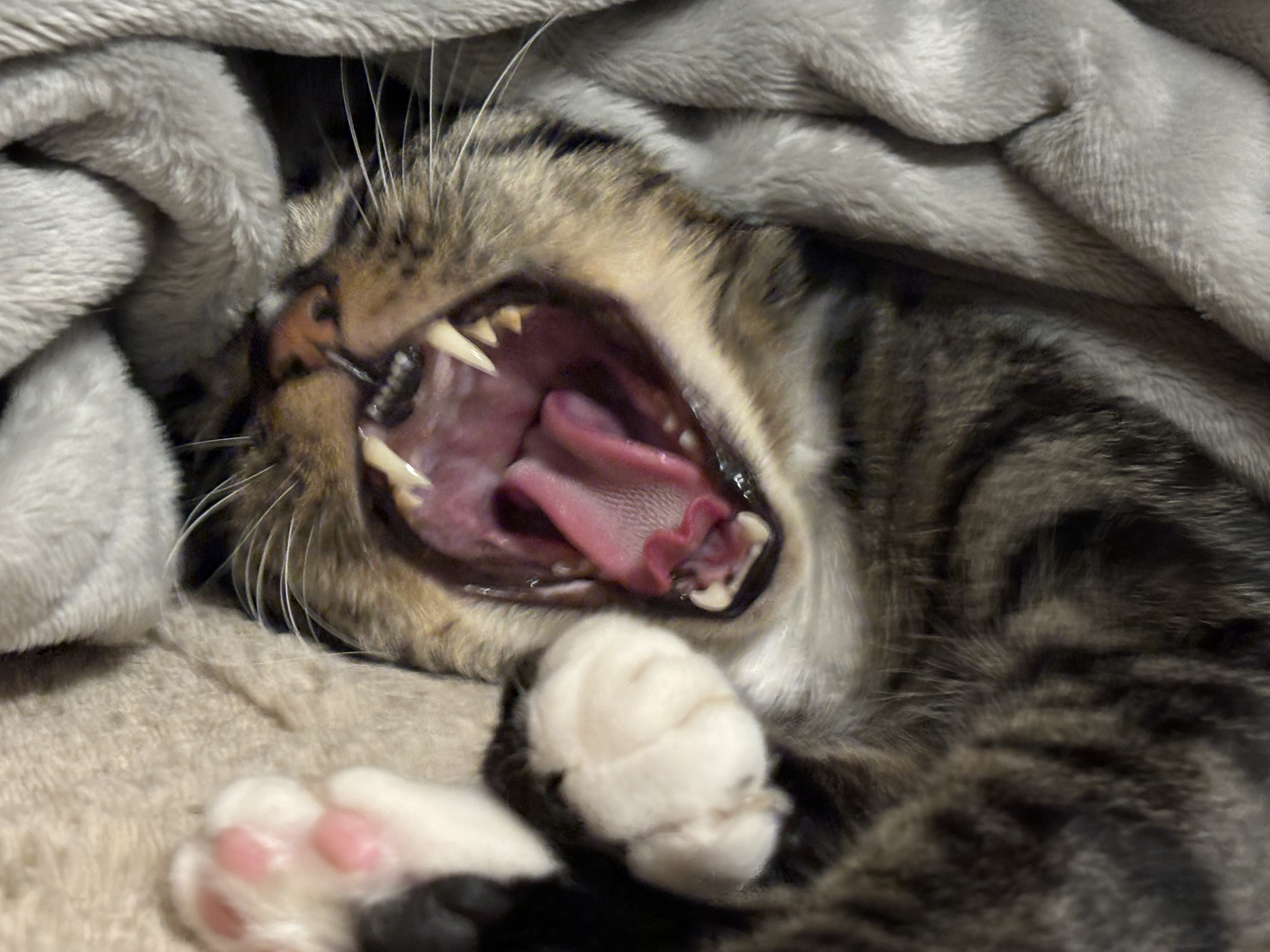 yuki.K⸜( ◍´꒳`◍ )⸝