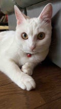 たぬ
