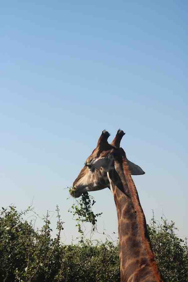 アオイちゃんデス