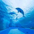 るか🐬