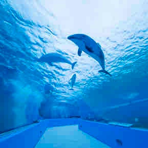 るか🐬