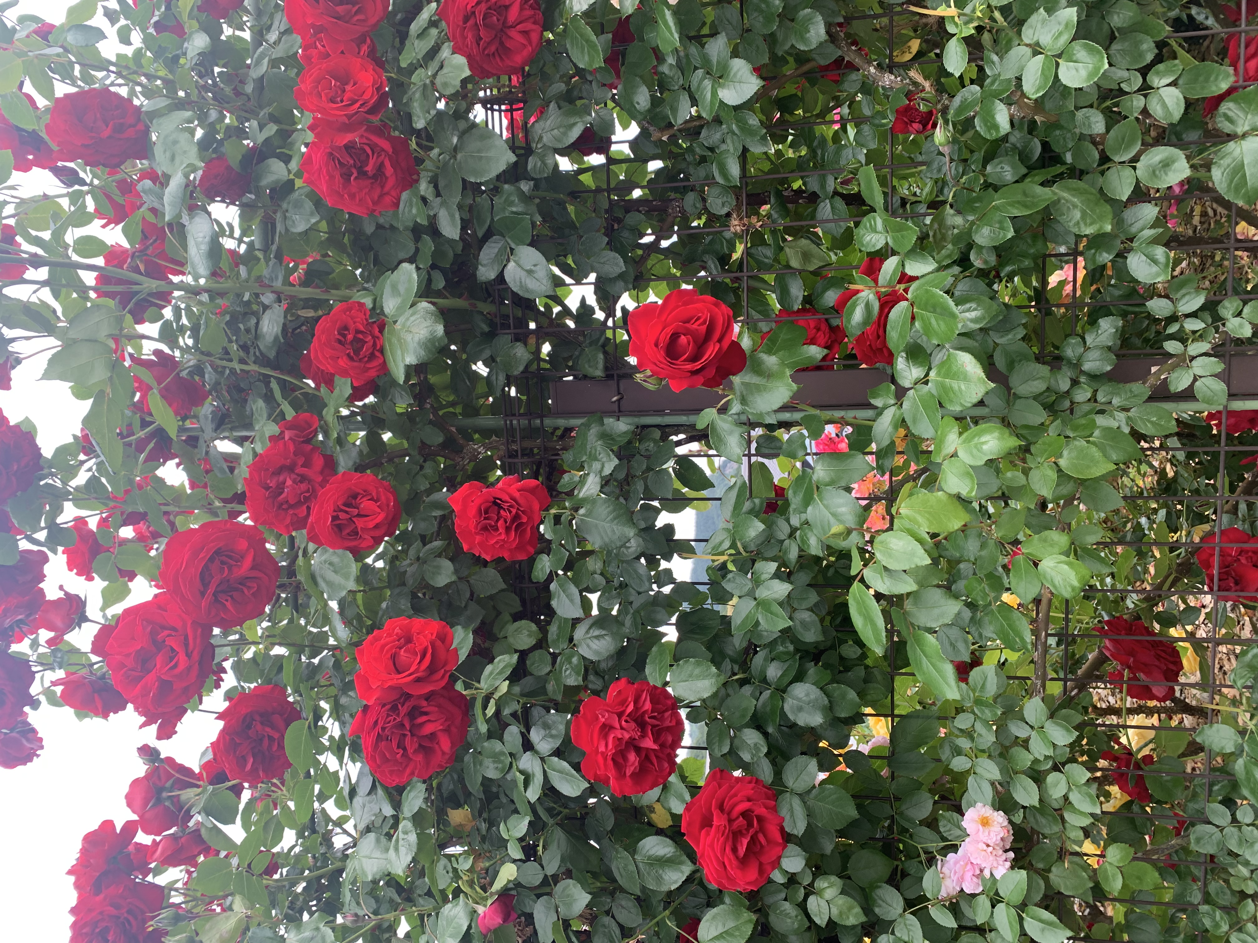 minato🥀フォロバ◎