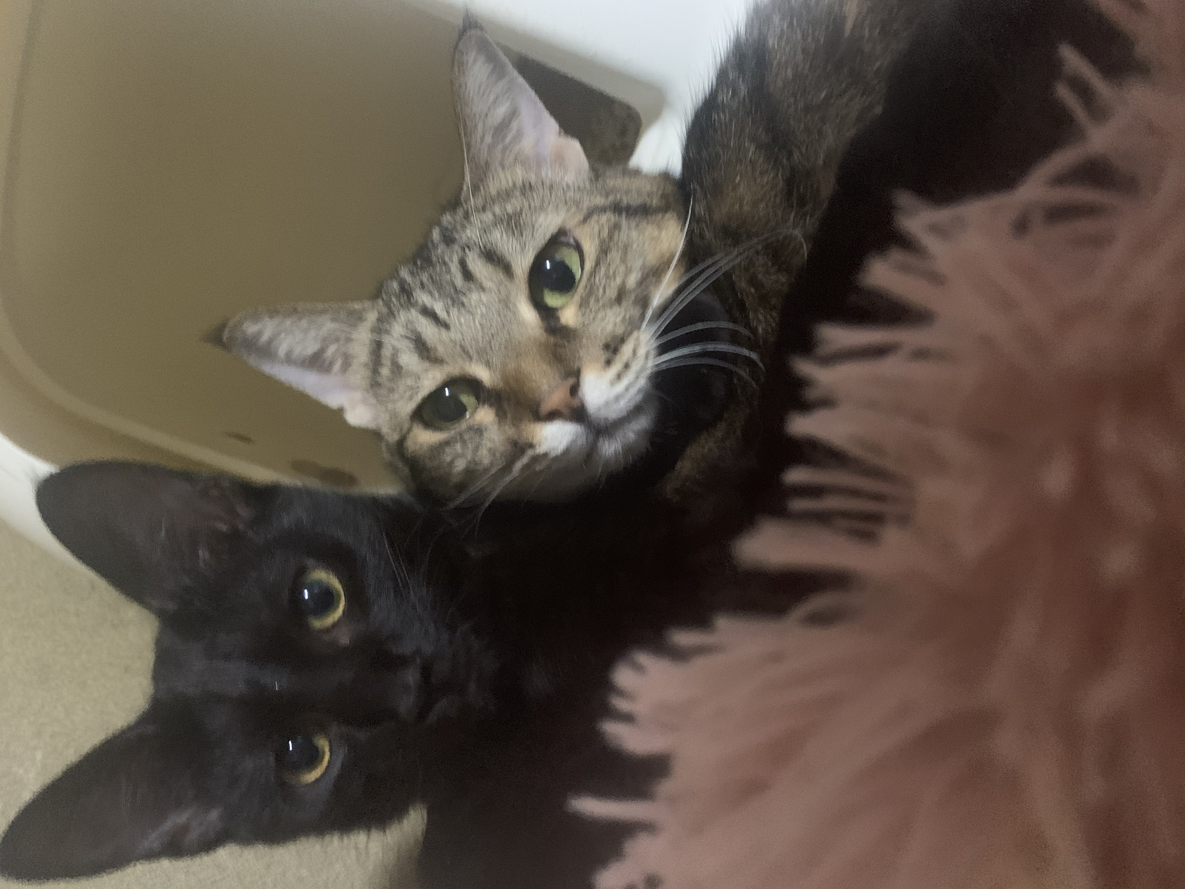 ぶろっこりーまん🥦