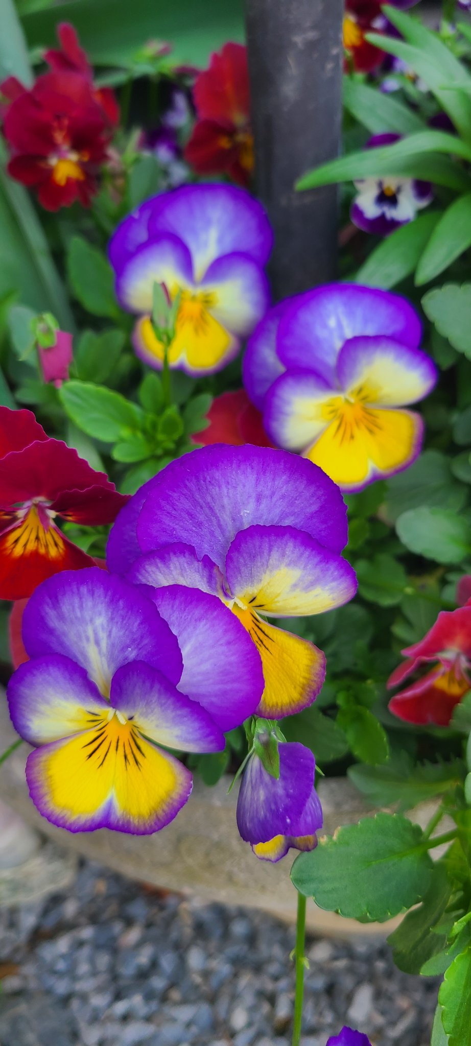 夢で会えるだけで良かったのに