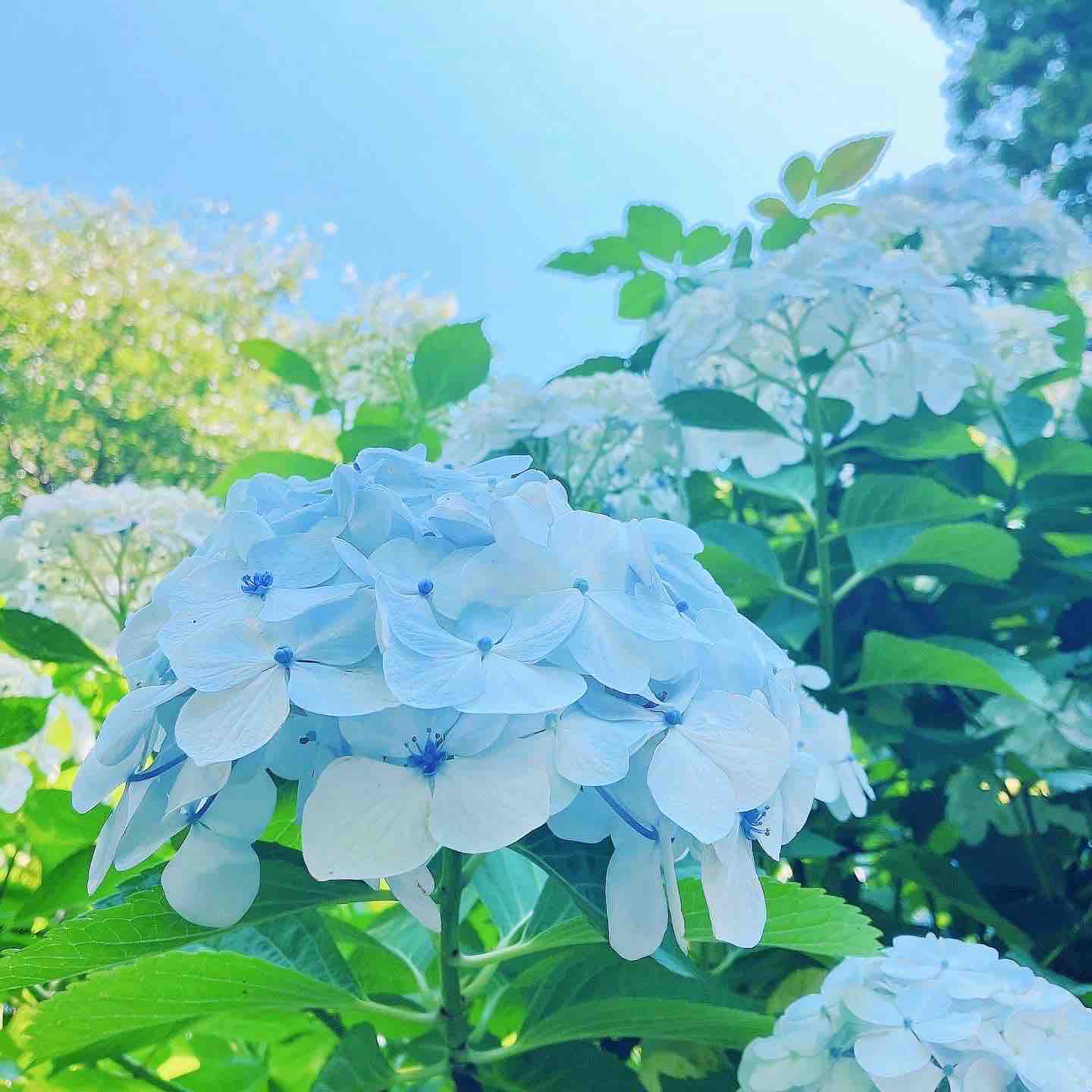 cotton ＊ フォロバ