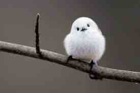 ❄️ここあ🫧🌙