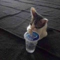 たまごぼーろ