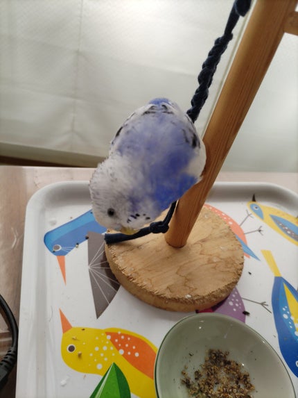 はにゃんちゃ