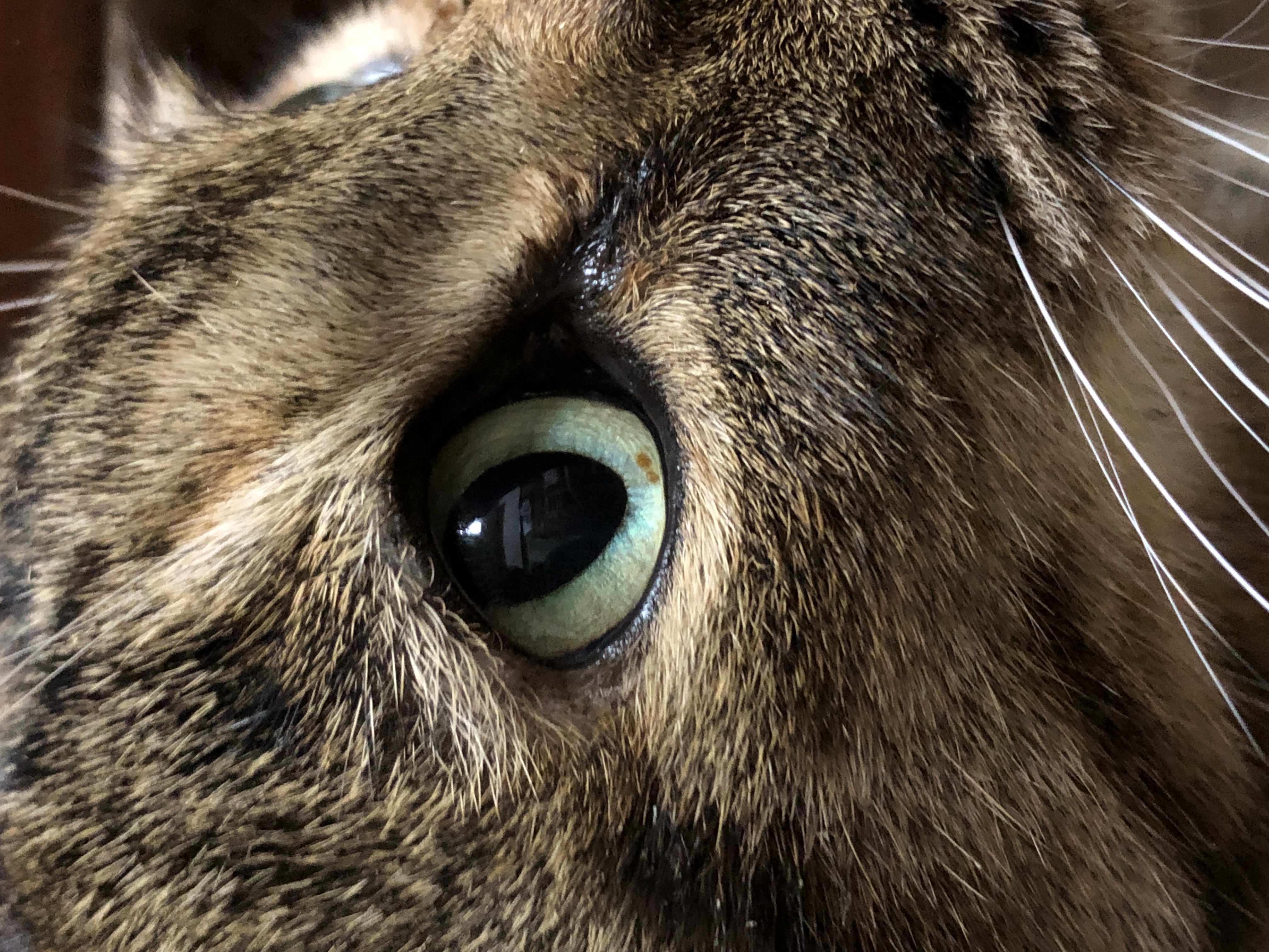 【フォロバ100】どんぐりころりん