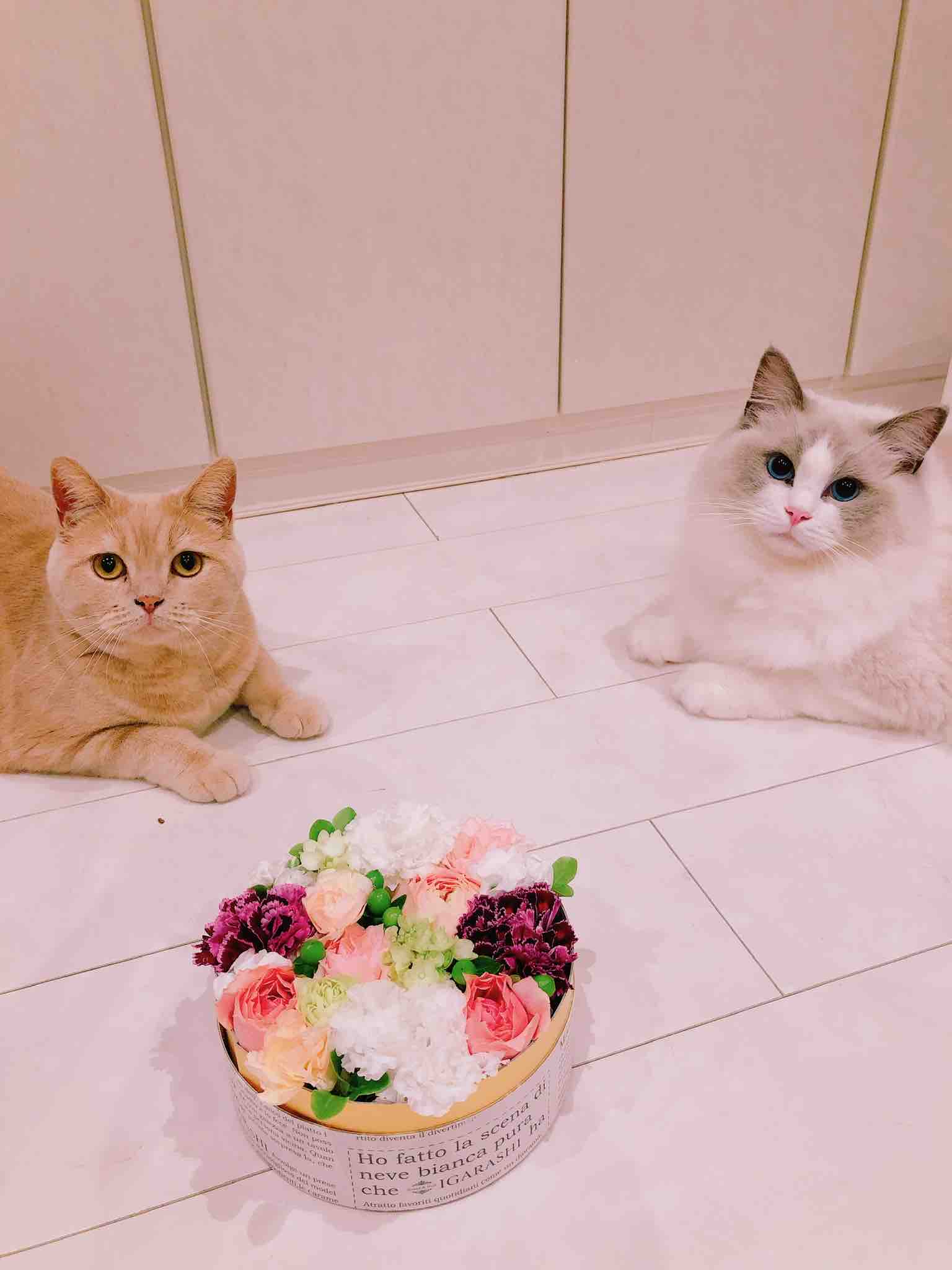 Usamimi@フォロバ強化中