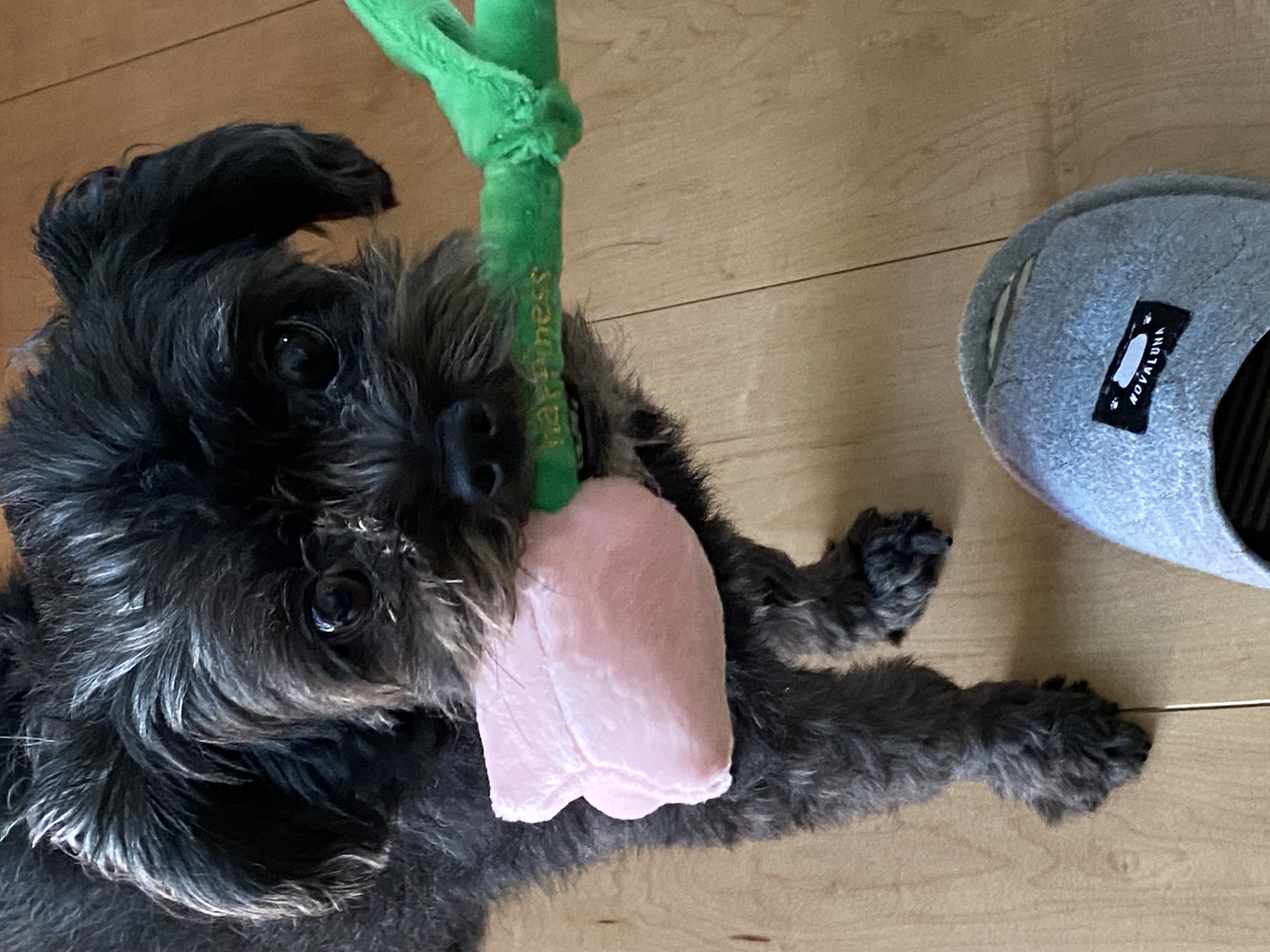 　さくら　フォロバ100