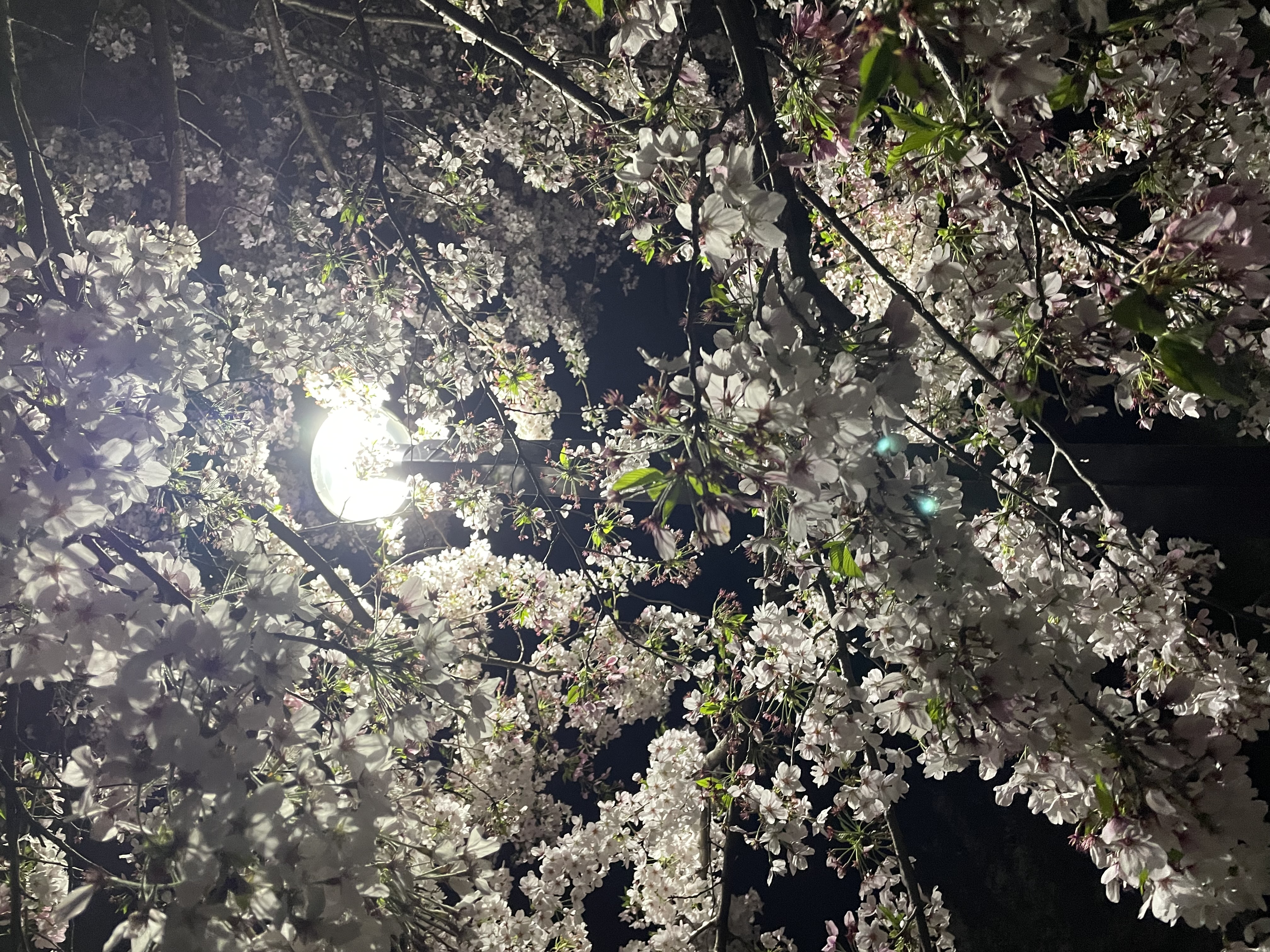 オイリーちゃん