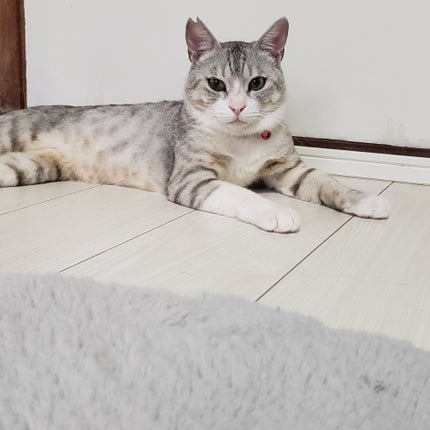 あゆみ