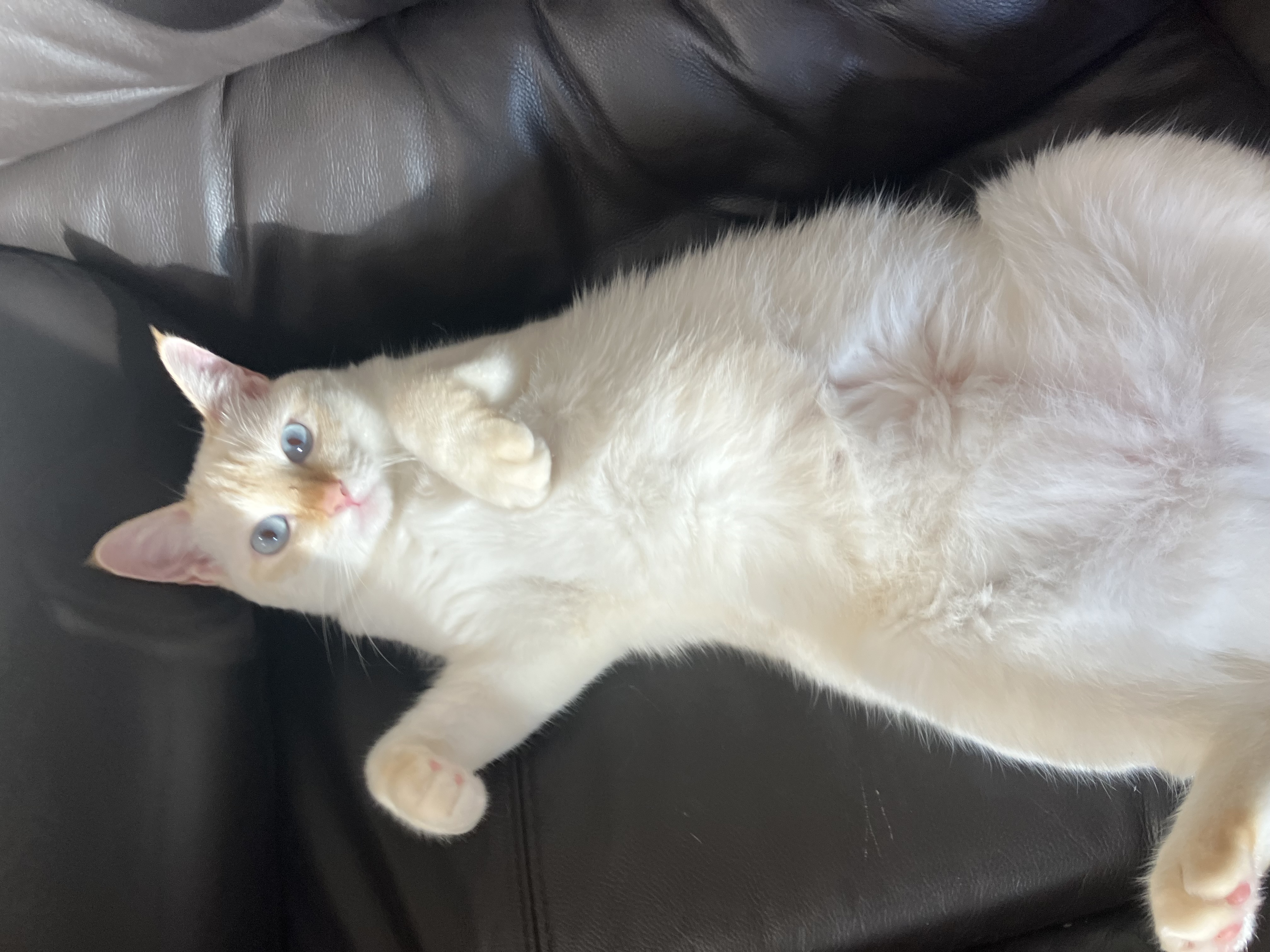 미루쿠（みるく）