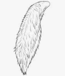 尻尾掃除屋さん