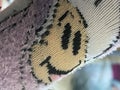 黒わっさん。