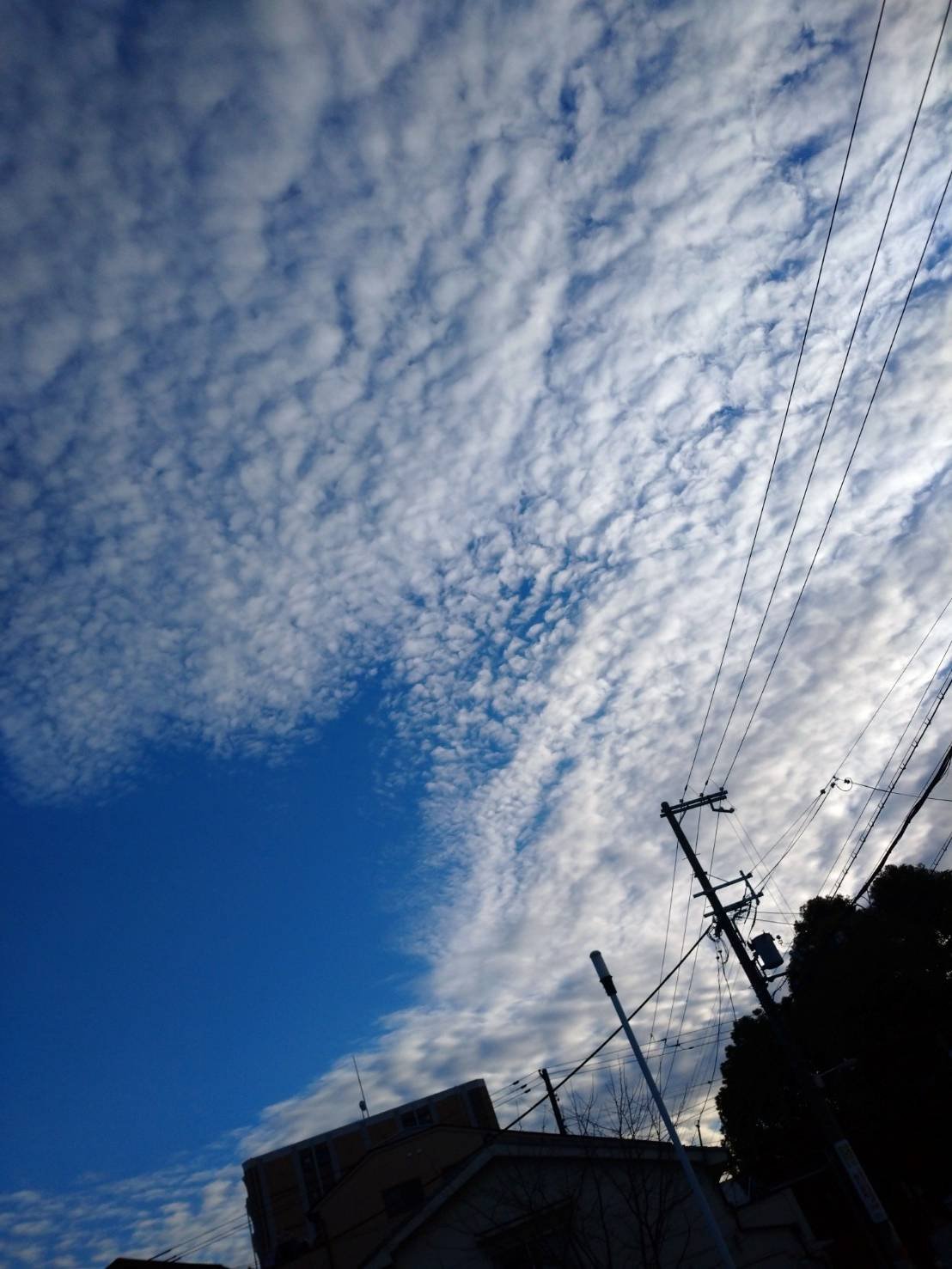 ここここここご