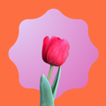 ❁