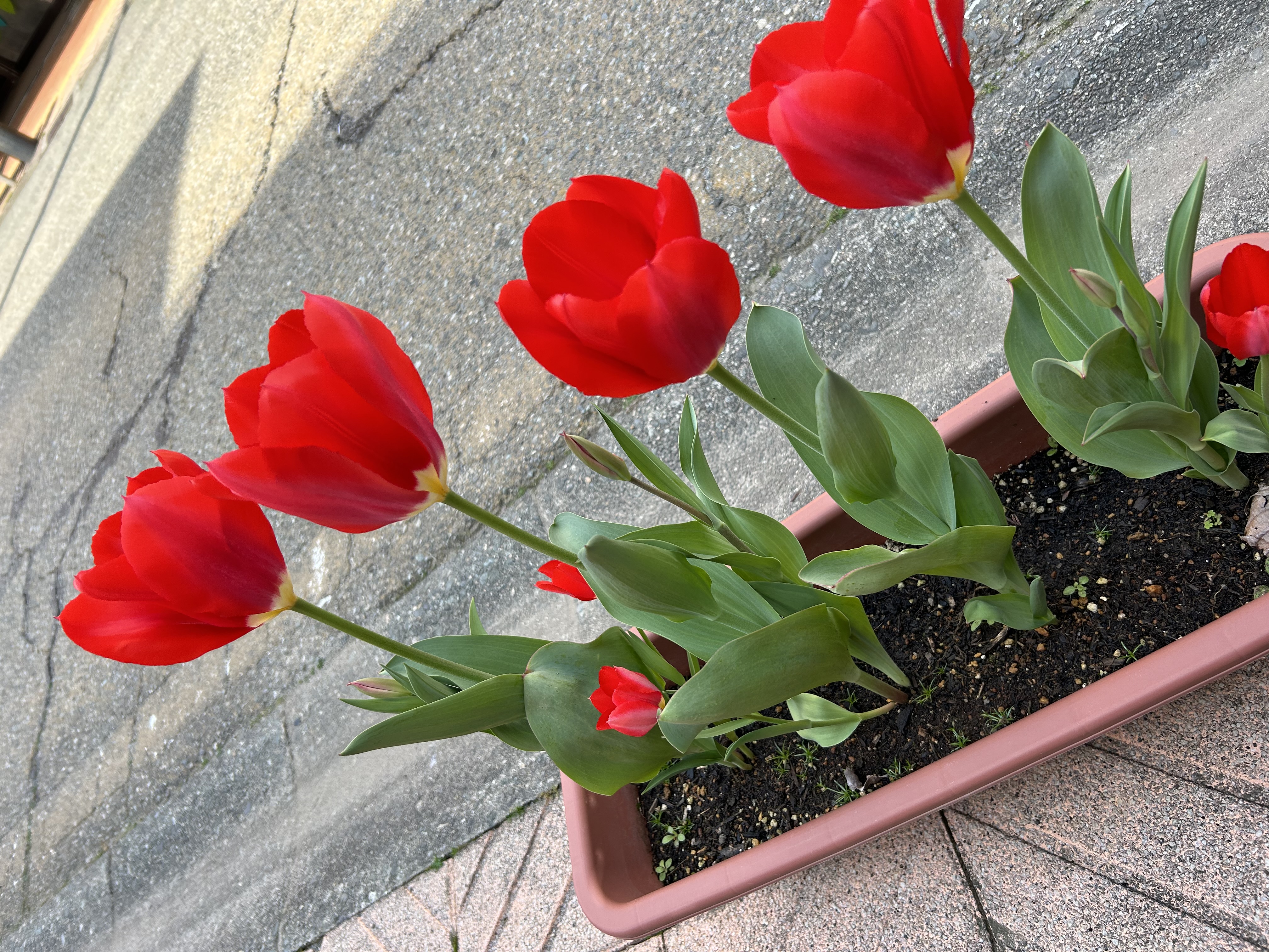 ミント🍀/フォロバ100