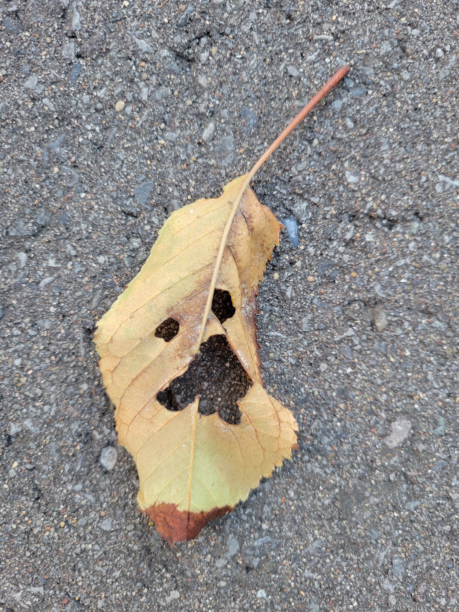 肆艶･スタズ･ヘルガ