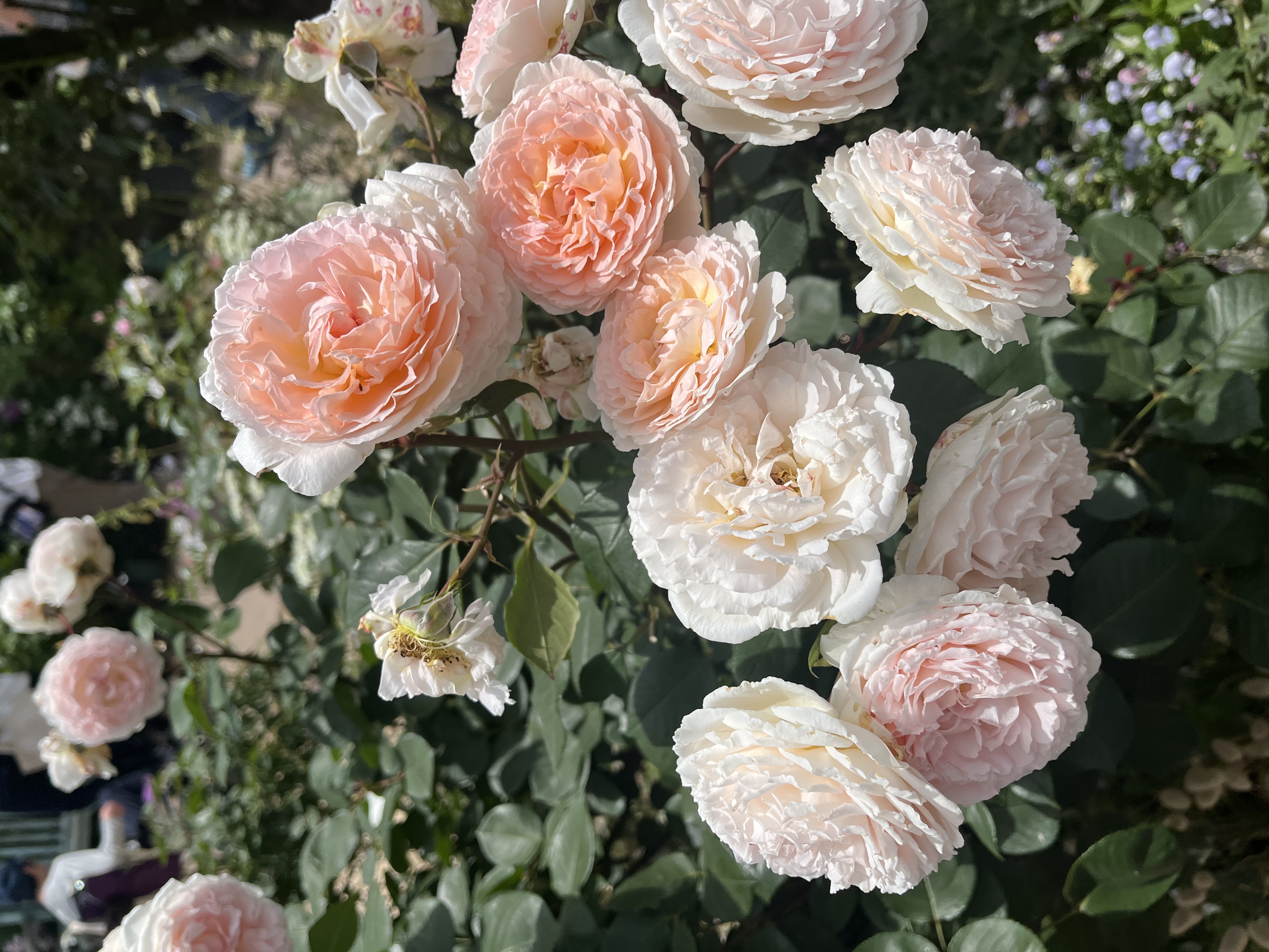 ぴーなっつとーふ