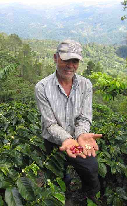 コーヒー豆渋めおじさん