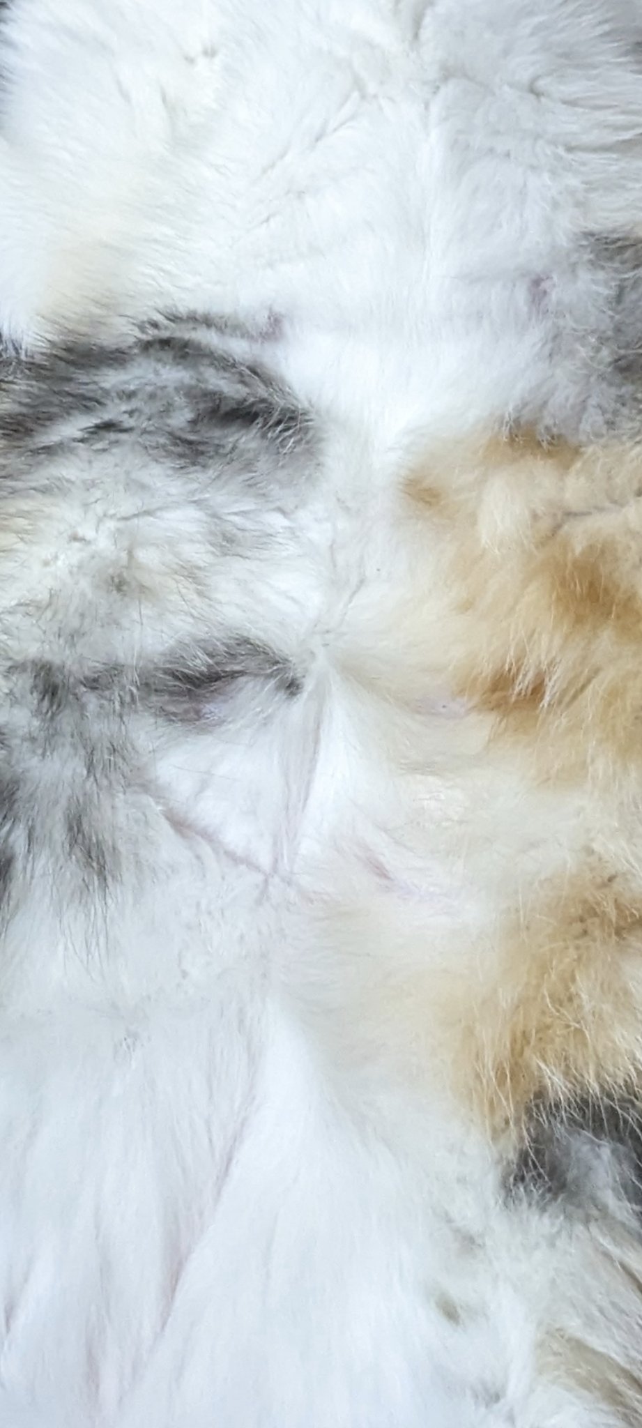 ふわりてぃ_フォロバ100