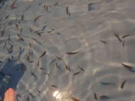 となりのとろろ