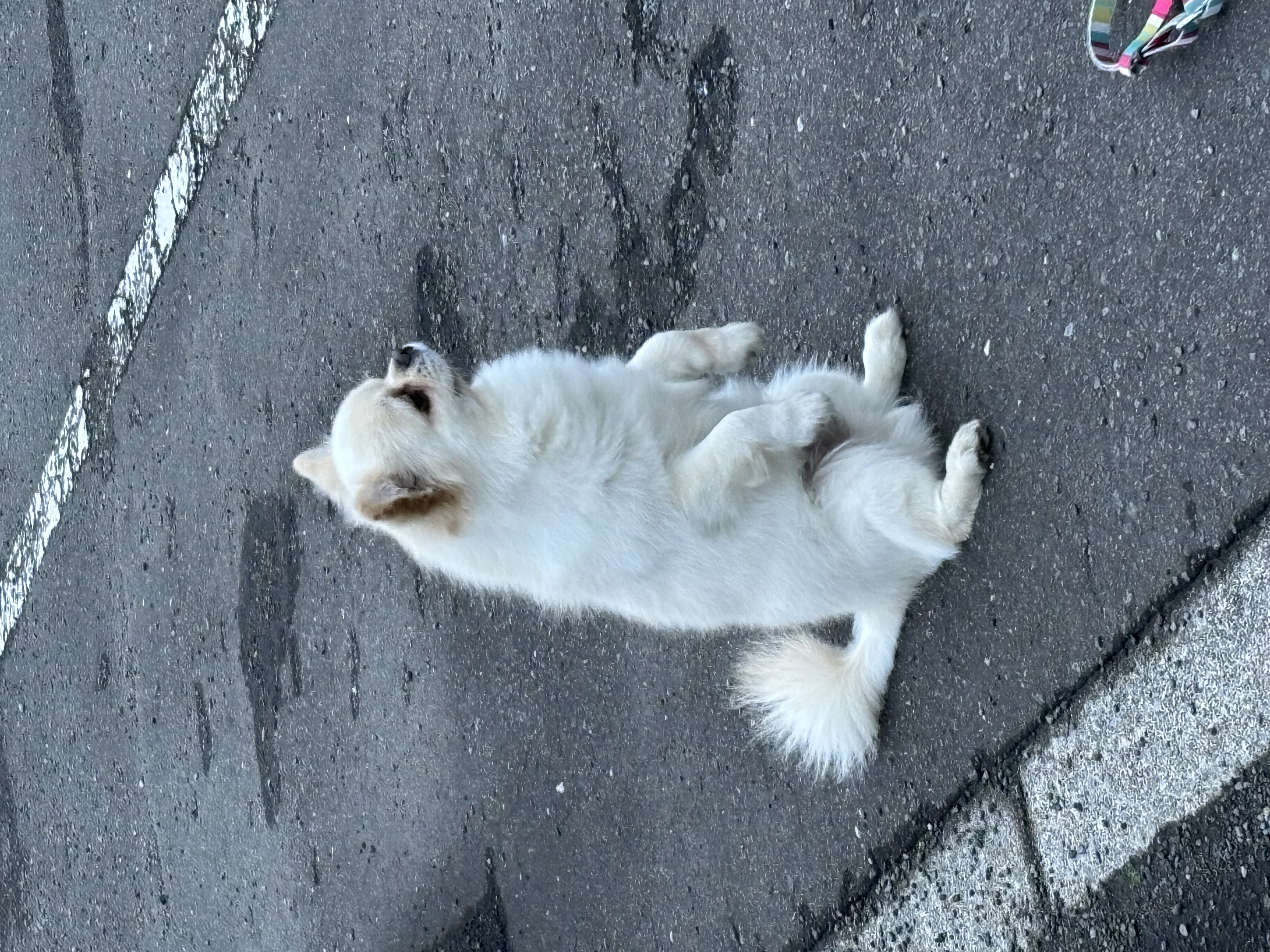 ヒ🎈厚化粧おかま