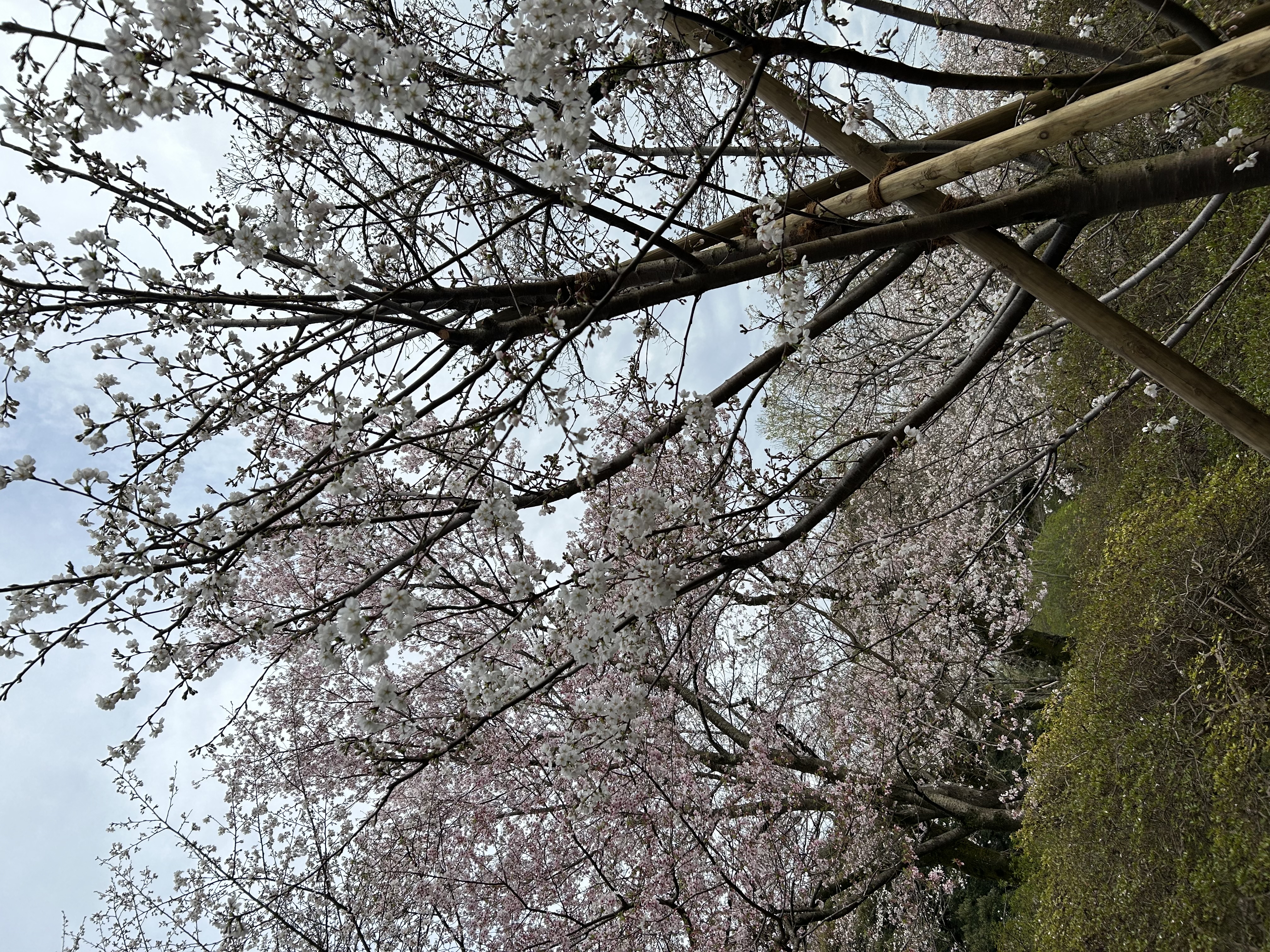 ｧｨ(｡･д･)ゞ