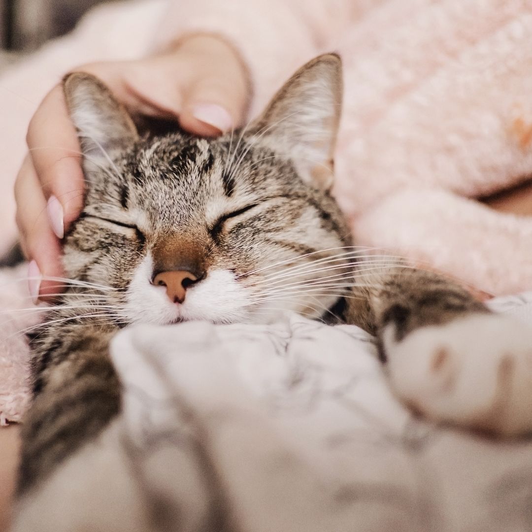 あんみつ子@フォロバ