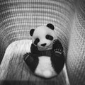 Panda_Panda_Poke