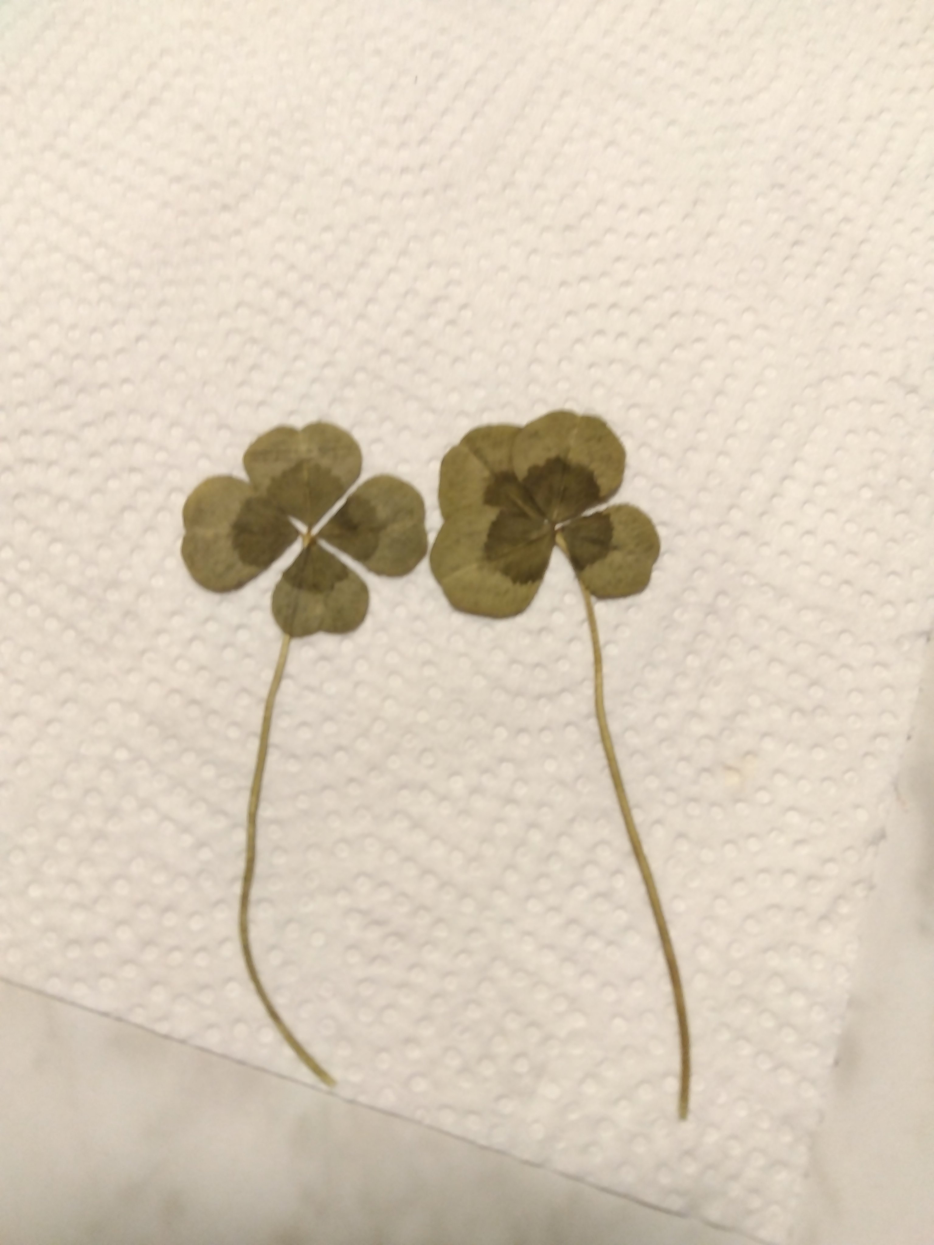 まろん🍀フォロバします