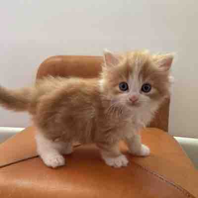 ちゅーる＠フォロバします