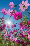 あの花