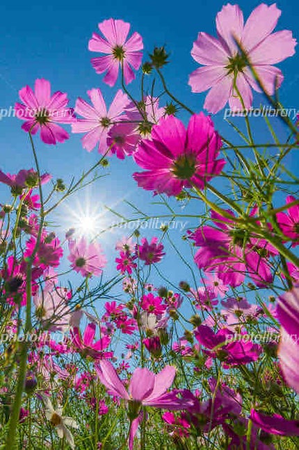 あの花