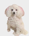 Keiko