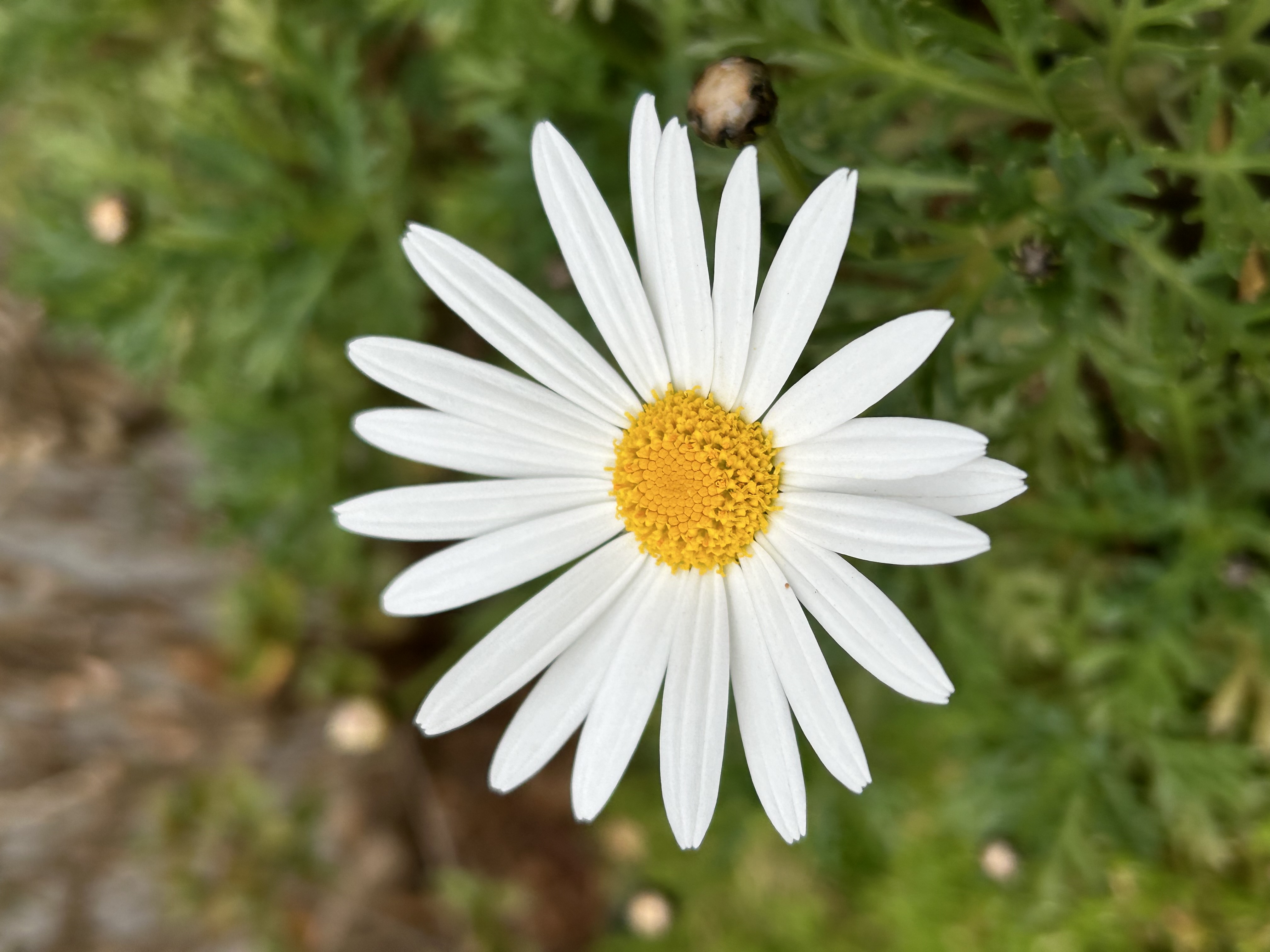 むぎ🥞プチプラコスメ