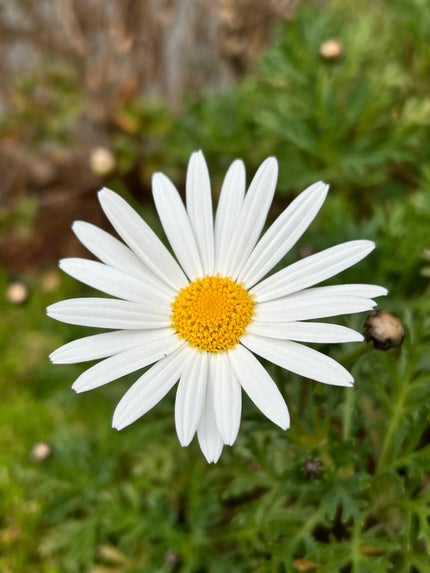 むぎ🥞プチプラコスメ