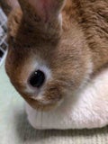 りんこ