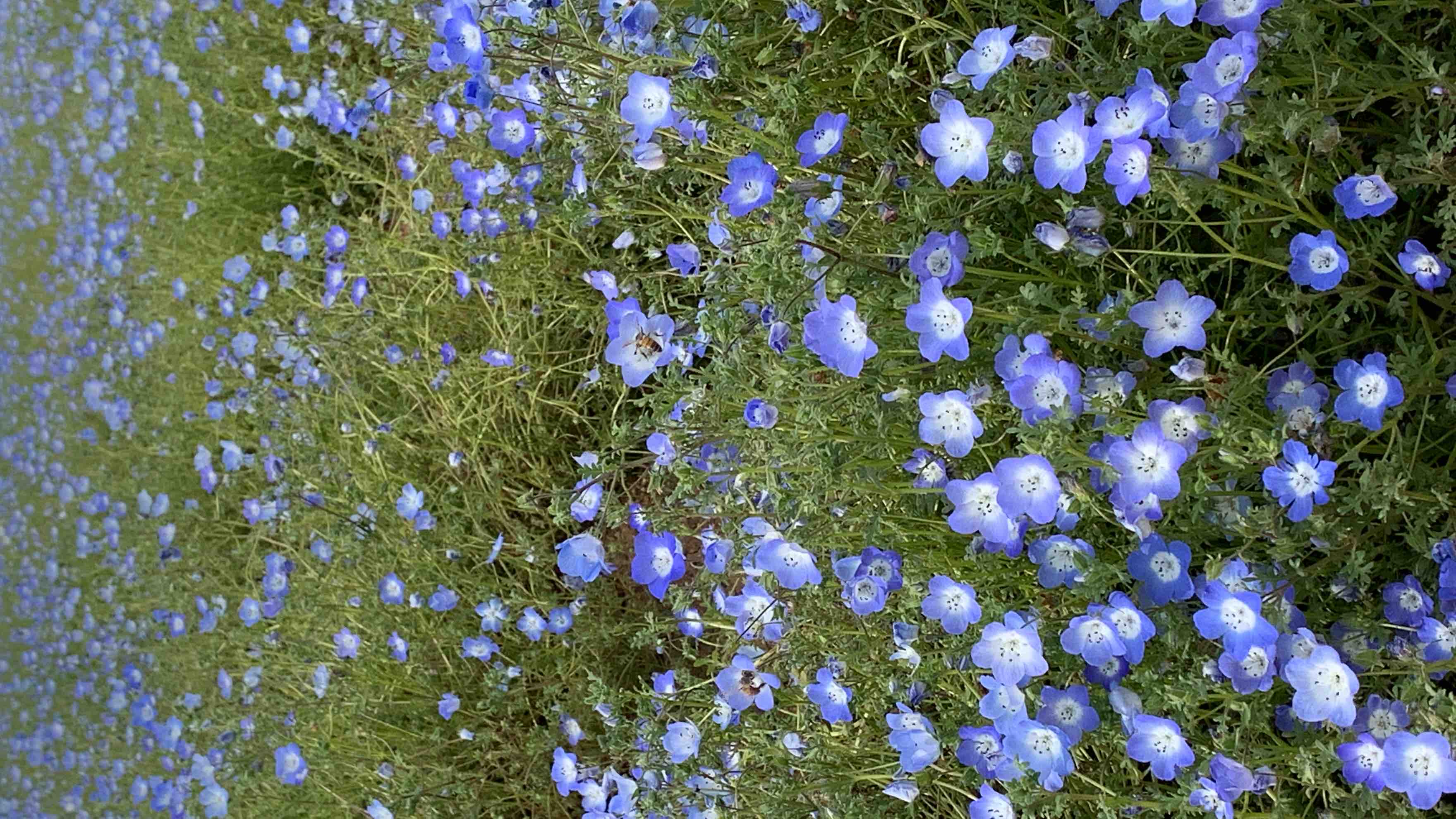 はなみちあるきまする